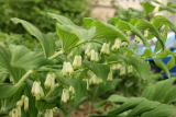 Polygonatum x hybridum RCP4-09 173.jpg